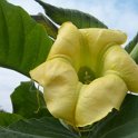 Brugmansia x jaune